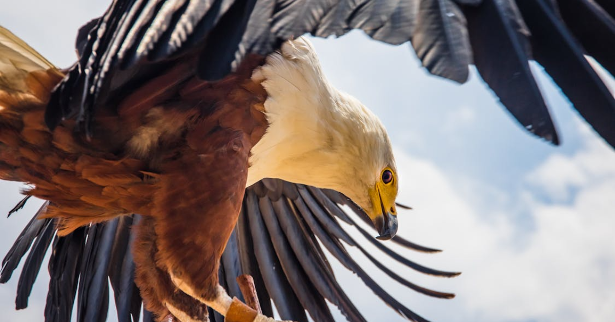 Eagle Leadership Principles